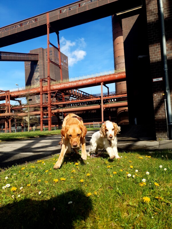 Labrador Mischling und Cocker Spaniel auf Zeche Zollverein