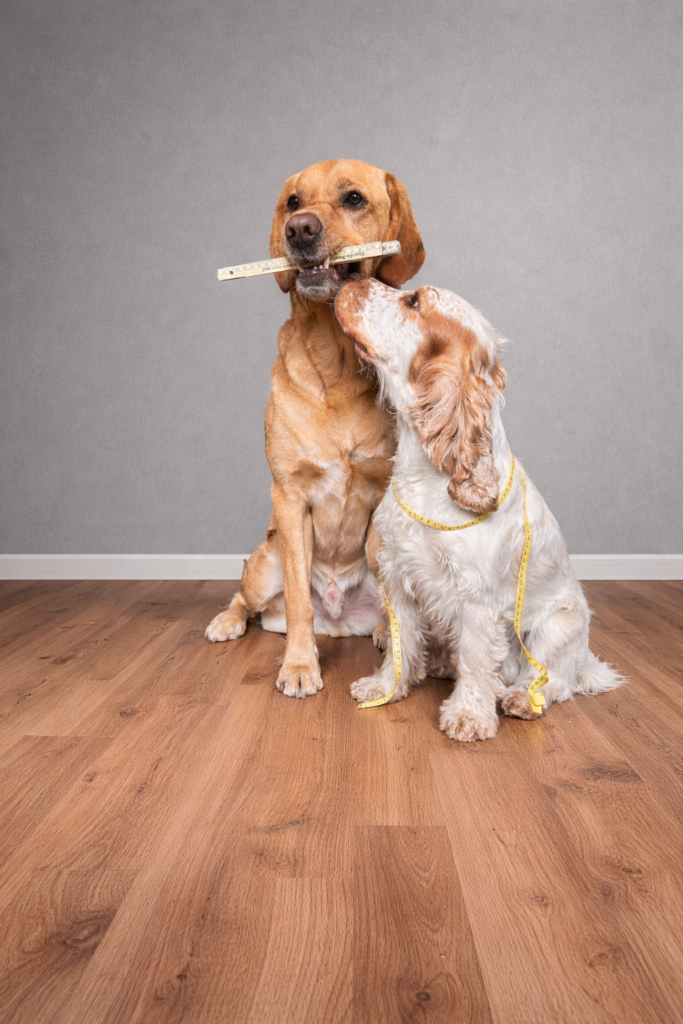 Ein Labrador mit einem Zollstock im Maul und ein Englischer Cocker Spaniel mit einem Maßband um den Hals