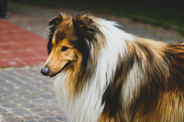 Sheltie Messanleitung Ruhrpawt