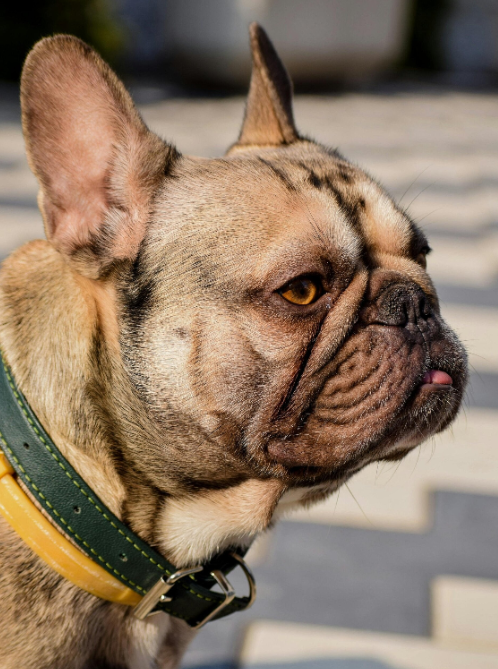 Kurzschnäuziger Hund Messanleitung Ruhrpawt