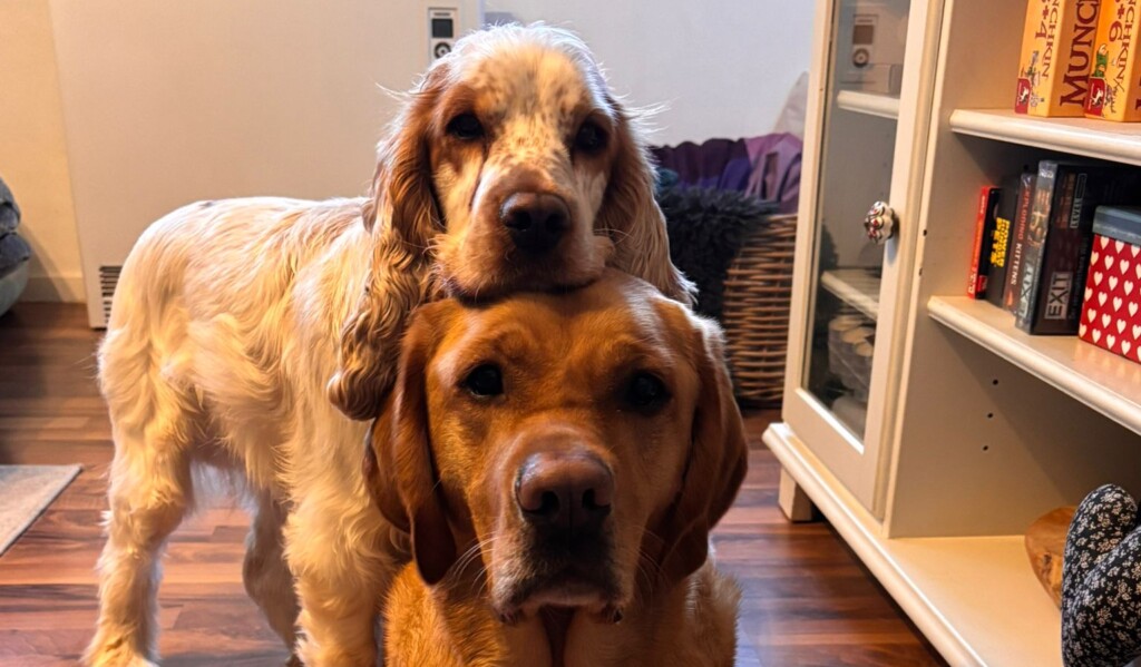 Die Ruhrpawt Hunde schauen in die Kamera