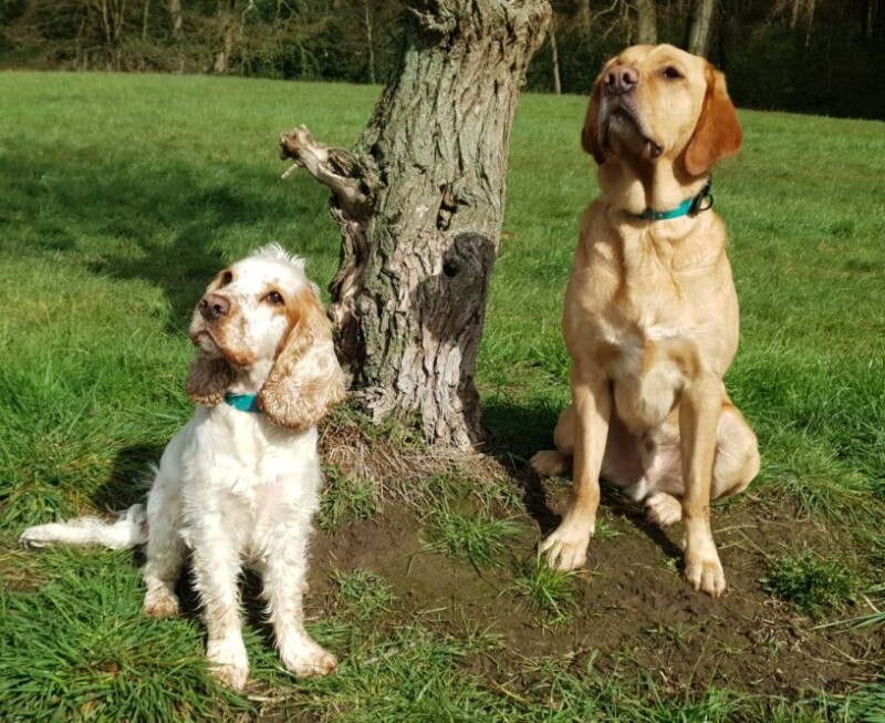 Ruhrpawt Hunde mit türkisem Hundehalsband biothane