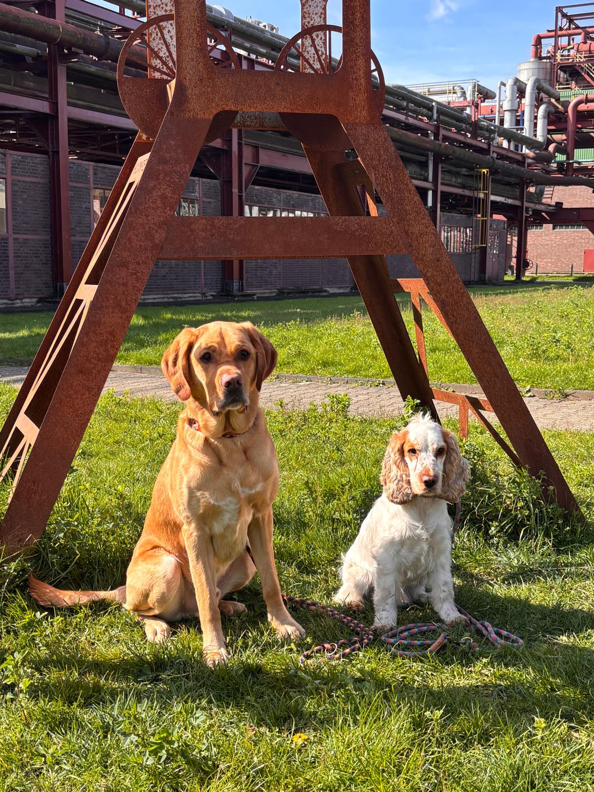 Manufakturhunde mit Hundehalsbändern und Hundeleinen von Ruhrpawt auf Zeche Zollverein in Essen