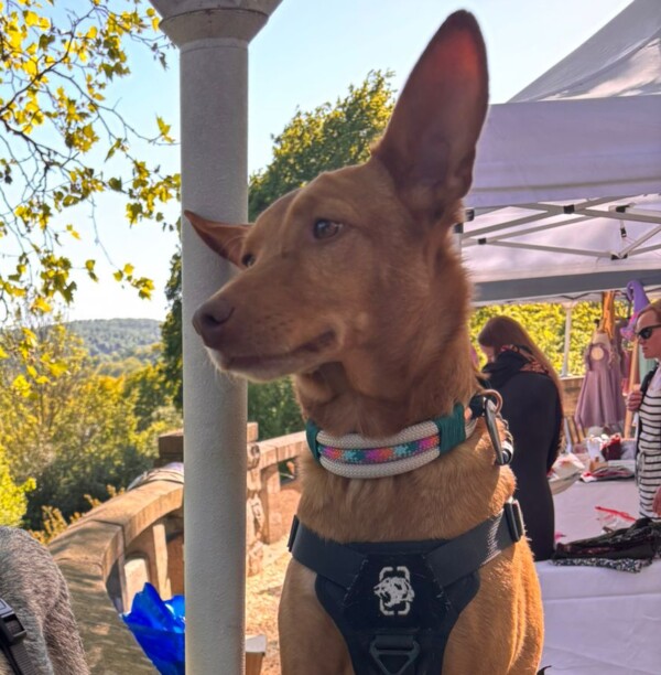 Kundenfoto zweier hunde mit PPM-Seil Halsband auf der ruhrperle