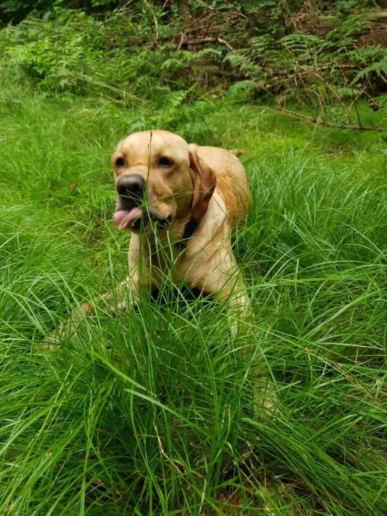 Blonder Labrador liegt auf einer grünen Wiese