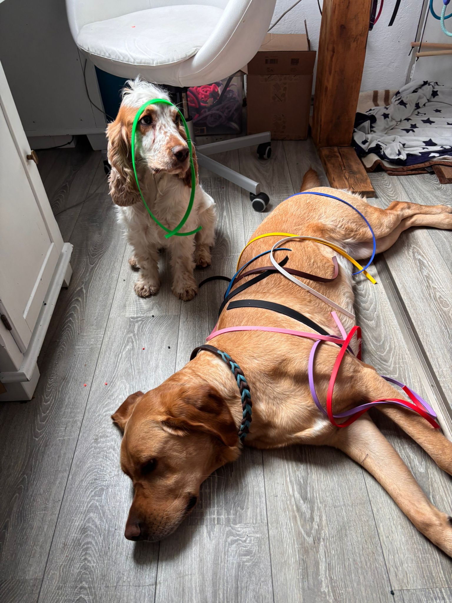 Ruhrpawt Hunde mit Biothane