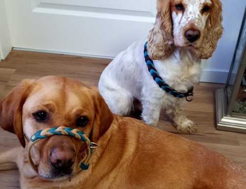 Hundehalsband nach Maß