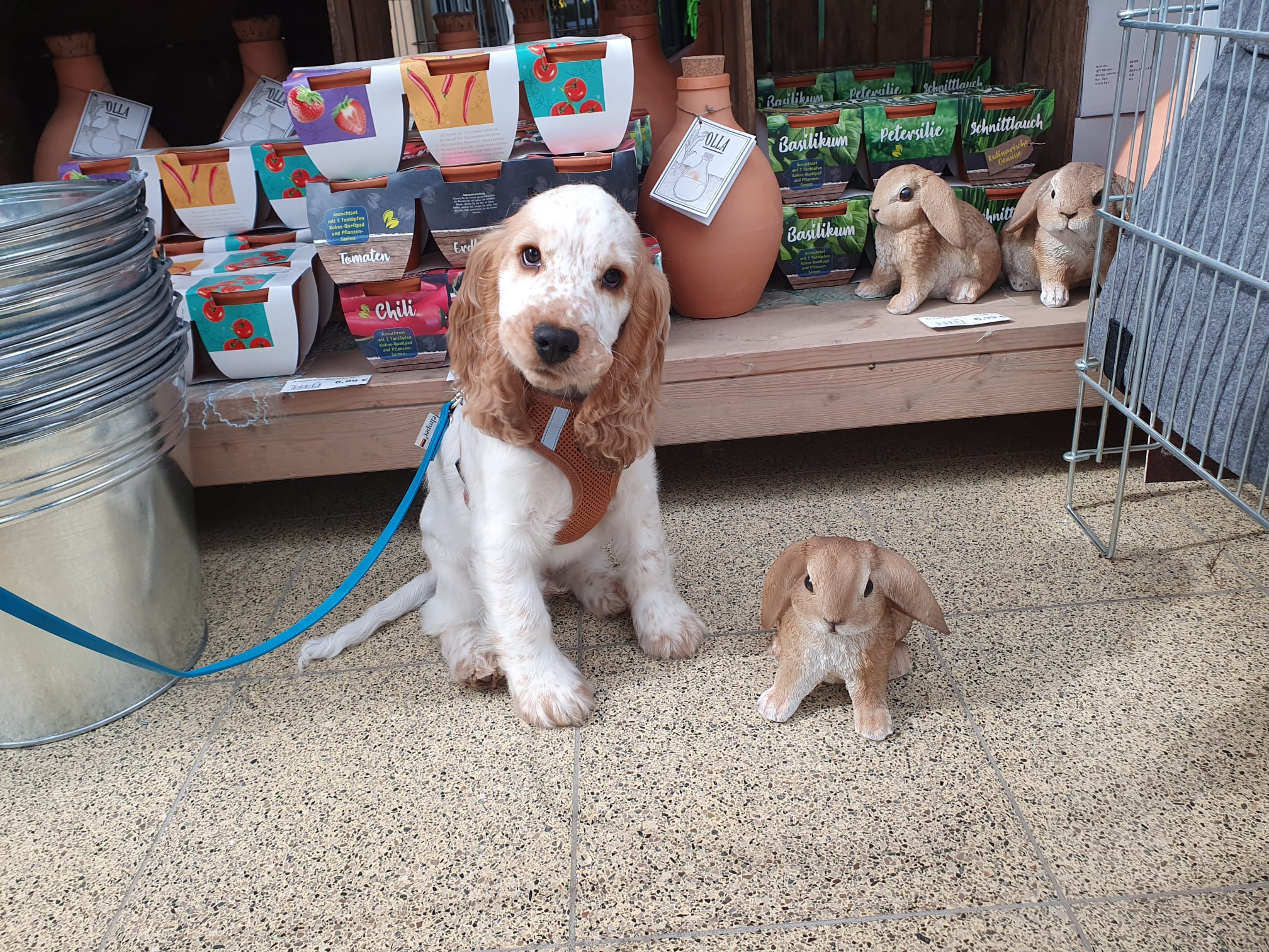 Ein kleiner roan Orange Englisch Cocker Spaniel Welpe sitzt neben einer Häschenfigur und schaut in die Kamera