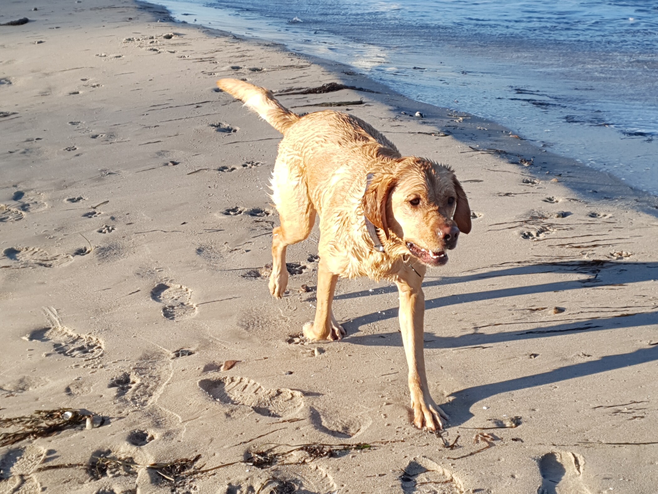 Hundehalsband aus Fettleder 1 Hundehalsbänder